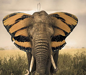 Elephant with butterfly ears