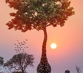 Giraffe head is a tree